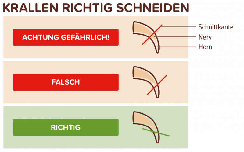 Krallen richtig schneiden