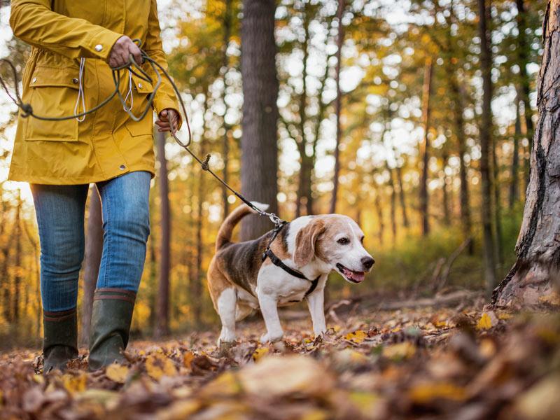 Passeggiata nella foresta con il cane