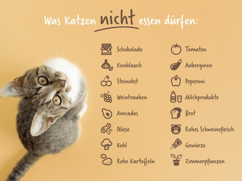 Gefährliche Lebensmittel für Katzen