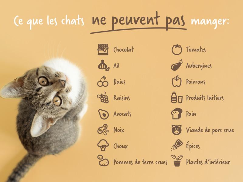 Aliments dangereux pour les chats