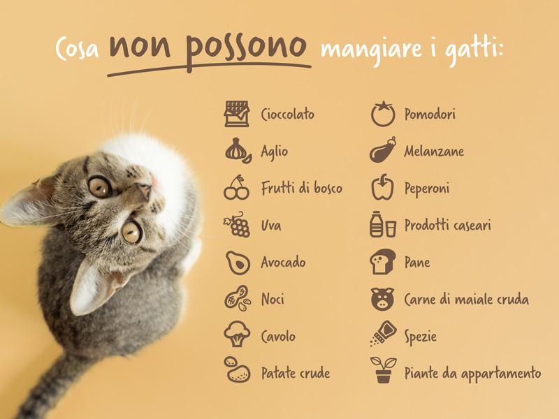 Cibo pericoloso per i gatti