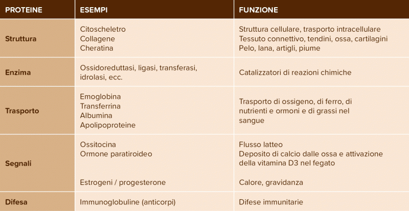 Elenco tabellare dei compiti delle proteine grezze