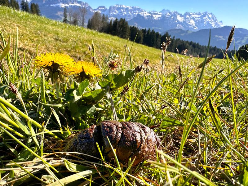 Der Kot zeigt an, wie gesund der Hund ist