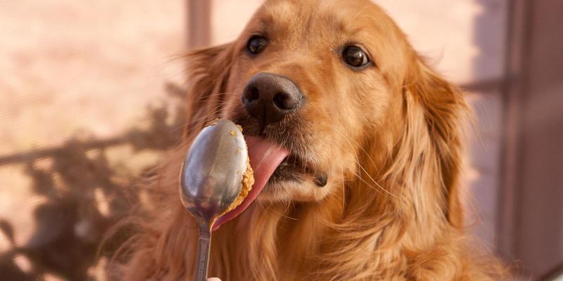 Cane con salsiccia per cani
