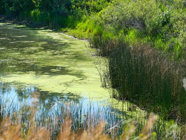 Les algues bleues peuvent être présentes dans les lacs, les étangs et les rivières.